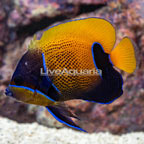 Blue Girdled Angelfish (click for more detail)