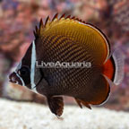 Pakistan Butterflyfish (click for more detail)