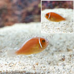Pink Skunk Clownfish (click for more detail)