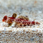 Red Scooter Blenny (click for more detail)