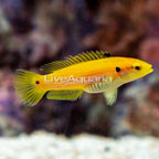Yellow Candy Hogfish (click for more detail)