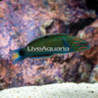 Lunare Lyretail Wrasse (click for more detail)
