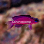 Black Cap Basslet (click for more detail)