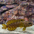 Darwin Jawfish (click for more detail)