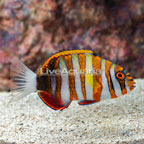 Harlequin Tusk (click for more detail)