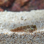 Molly Miller Blenny  (click for more detail)