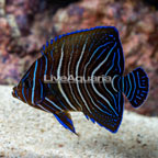 Koran Angelfish, Juvenile (click for more detail)