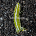 Green Mantis Shrimp (click for more detail)