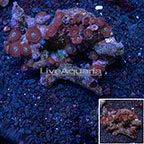 Houdini Colony Polyp Rock Zoanthus Indonesian IM (click for more detail)