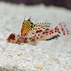 Red Scooter Dragonet (click for more detail)