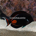 Achilles Tang EXPERT ONLY (click for more detail)