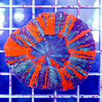 Scolymia Coral Australia (click for more detail)