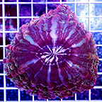Cynarina Button Coral (click for more detail)