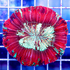 Open Brain Coral Indonesia (click for more detail)