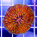 Short Tentacle Plate Coral (click for more detail)