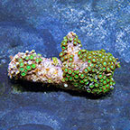 Radioactive Dragon Eye and Green Bay Packers Colony Polyp Rock Zoanthus Indonesia IM (click for more detail)