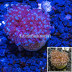 LiveAquaria® Cultured Grape Coral (click for more detail)