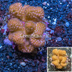 Pocillopora Coral Indonesia (click for more detail)