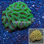 Acan Lord Coral Australia (click for more detail)