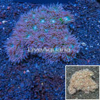 Duncan Coral Australia (click for more detail)