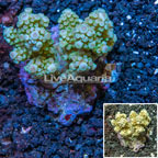 Acropora Coral Indonesia (click for more detail)