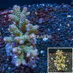Acropora Coral Indonesia (click for more detail)
