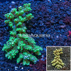 Acropora Coral Australia (click for more detail)