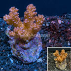 Pocillopora Coral Indonesia (click for more detail)