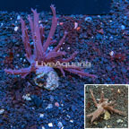 Tree Coral Indonesia (click for more detail)