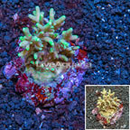 Acropora Coral Indonesia (click for more detail)