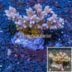 Acropora Coral Indonesia (click for more detail)