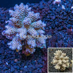 Acropora Coral Indonesia (click for more detail)