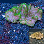 Toadstool Mushroom Leather Coral Vietnam (click for more detail)