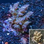 Acropora Coral Indonesia (click for more detail)