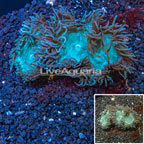 Elegance Coral Australia (click for more detail)