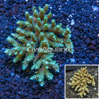 Acropora Coral Australia (click for more detail)