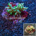 Acropora Coral Indonesia (click for more detail)