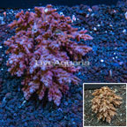Acropora Coral Australia (click for more detail)