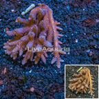 Acropora Coral Australia (click for more detail)