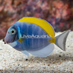 Powder Blue Tang (click for more detail)