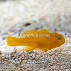 Yellow Clown Goby (click for more detail)