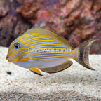 Clown Tang (click for more detail)