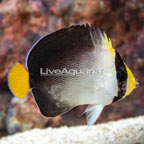 Singapore Angelfish  (click for more detail)