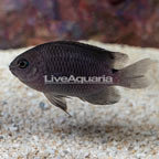 Speckled Damselfish (click for more detail)