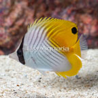 Auriga Butterflyfish (click for more detail)