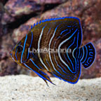 Koran Angelfish (click for more detail)