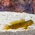 Yellow Watchman Goby (click for more detail)