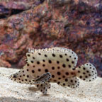 Panther Grouper (click for more detail)