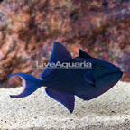 Niger Triggerfish  (click for more detail)