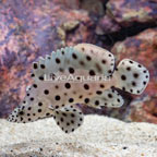 Panther Grouper (click for more detail)